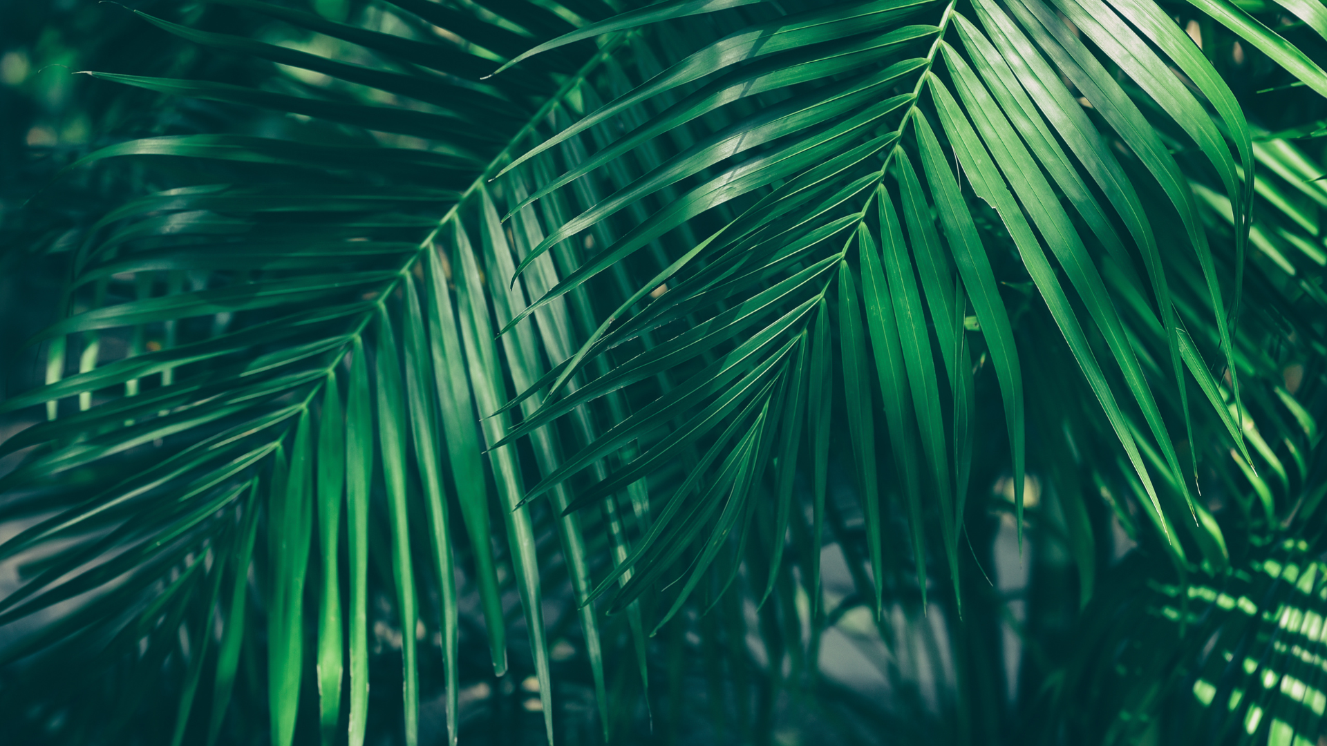 Invest in Her Real Estate - Palm Background